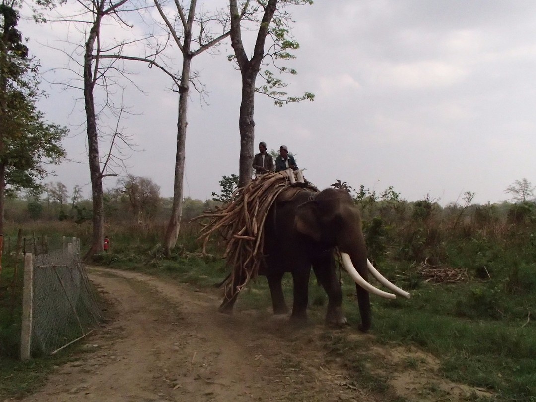 werkende olifant