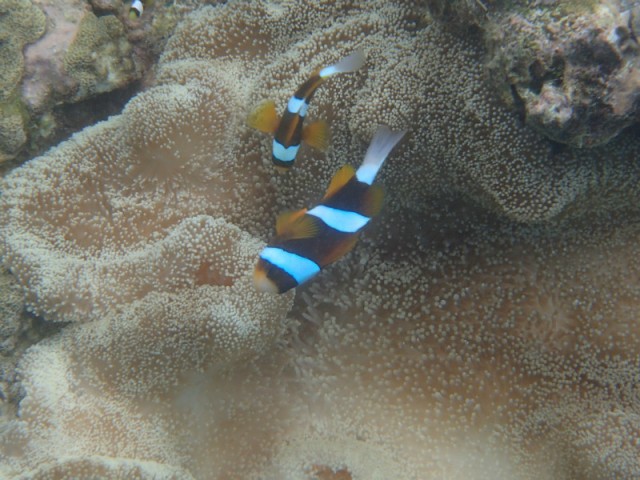 P4166649