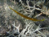 P4166773