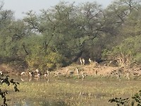Painted storks (Indische nimmerzatten) in het vogelpark
