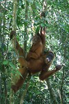 Orang oetan met jong