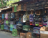 Malang: vogeltjesmarkt