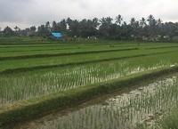 Rijstvelden bij Ubud