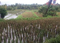 Rijstvelden bij Ubud