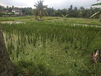 Rijstvelden bij Ubud