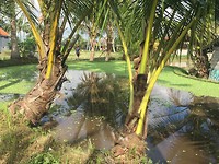 Wandeling door de rijstvelden bij Ubud