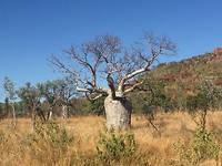 Baobabbomen