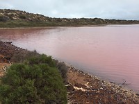 Het roze meer bij Port Gregory