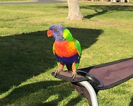 Regenboogparkiet op de camping in Eden
