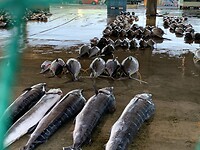 Tonijnen en andere vissen in de haven van Katsuura