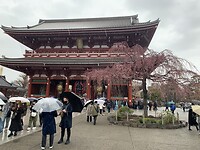 Tempel in Tokyo met bloesem!