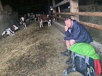 Schuilen in en koeienstal