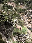 Een steenbok op de bergwand naar Les Houches
