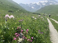 Bloeiende weides in de Vanoise