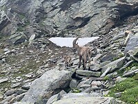 Vanoise - steenbokken