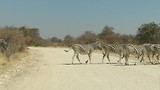 Overstekende gnoes en zebra's