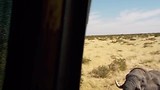 Drinkende olifant gefilmd door Puk