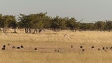 Naamsverklaring springbok