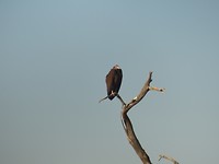 Lappet-faced Vulture