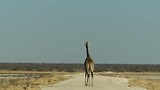 Eenzame giraf op de weg