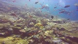 Duiken , Aquarium dag