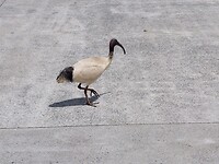 IMG-20221104-WA0010
