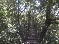 Tree Top Walkway