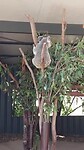 Geluid van koala