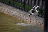 DSC_0335_1