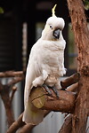 DSC_0430_1