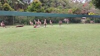 Springende kangoeroes
