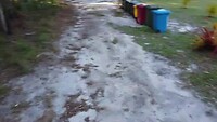 Kangoeroe op de camping (2)