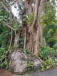 Botanische tuinen