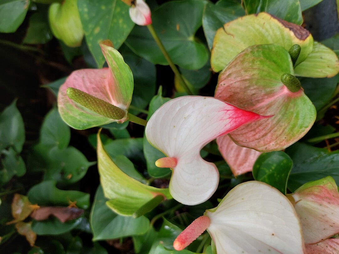 Botanische tuinen