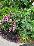 Botanische tuinen