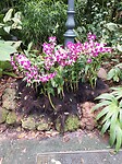 Botanische tuinen
