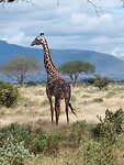 IMG-20250606-WA0027