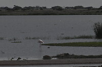 DSC_0264_1