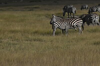 DSC_0258_1