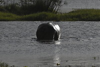 DSC_0274_1