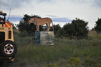 DSC_0437_1