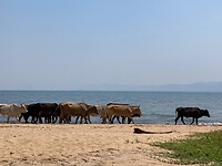 Koeien komen drinken aan het meer