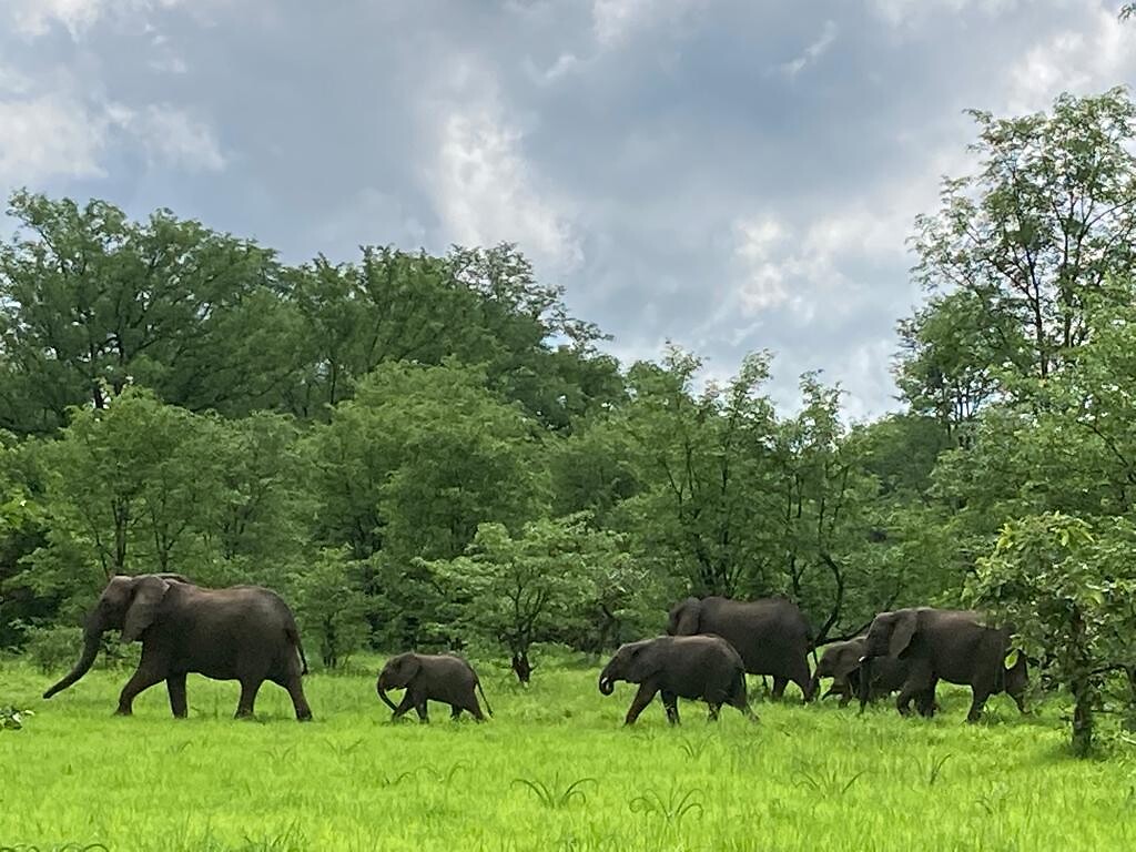 Safari
