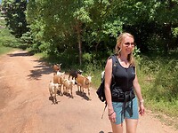 De geitjes wandelen vrolijk mee