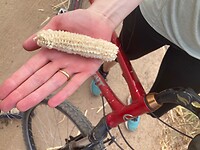 Oogst met weinig en kleine maiskolven door de hitte en droogte