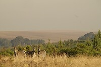 Zebra's @ Nyika