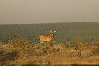 Nyika plateau