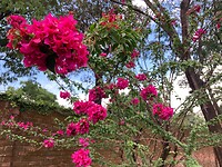 De eerste regens zijn gevallen: bomen kleuren rood, roze, paars, geel! Prachtig!