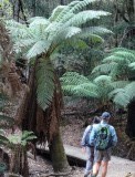 DSC02325_Mt Field_ fern tree