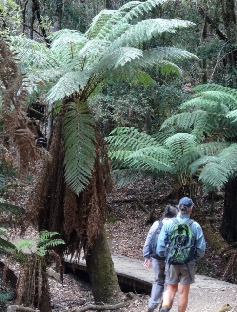 DSC02325_Mt Field_ fern tree